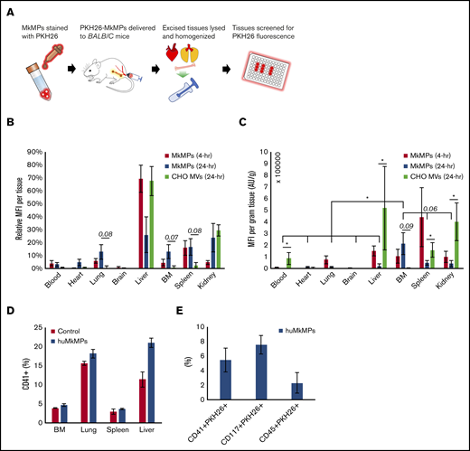 In vivo biodistribution of PKH26-labeled huMkMPs administered to untreated WT mice and huMkMP colocalization with murine blood cells. Murine tissues were excised, homogenized, and analyzed for fluorescence (SpectraMax i3x) 4 and 24 hours after administration of huMkMPs and CHO-MVs. (A) Experimental schema for measuring tissue-specific fluorescence. (B) MFI in each excised tissue relative to total fluorescence in all tissues (n = 6 mice per MkMP group; n = 3 mice in CHO-MV group). (C) MFI of each tissue normalized by tissue weight is shown. (D) PKH26-labeled huMkMPs (6 × 106), or saline control were administered to BALB/c mice. Tissues, including BM, lung, liver, and spleen, were collected after 4 hours for single-cell isolation. Harvested cells were stained with anti-CD41 antibody and analyzed via flow cytometry (n = 2). (E) Single cells isolated from the liver were analyzed by flow cytometry for colocalization of PKH26 signal with CD41, CD117, or CD45 signals (n = 2). Error bars represent the SEM. The unpaired 2-tailed Student t test was used to determine statistical significance. *P < .05. Higher P values of some comparisons are displayed over the bars.
