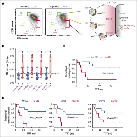 Leukemic-cell birth associates with other poor prognostic factors in CLL patients who carry circulating CXCR4/CD5 leukemic fractions. (A) Cytometry profiles of 2 representative CLL patients with low and high BR illustrating the inverse surface expression of CXCR4 and CD5 in the gating strategy that was used for all of the patients (left). Proposed model of the CLL life cycle, where differential surface densities of CXCR4 and CD5 identify 3 intraclonal fractions from cells that have recently divided and egressed from the lymphoid niche (CXCR4DimCD5Bright; PF) to an IF more representative of the bulk CLL clone to older quiescent cells that may be attempting to home back and escape cell death (CXCR4BrightCD5Dim; RF) (right). (B) Association of cellular BRs with different CLL prognostic factors, including the requirement of treatment during the study period (0-7 years), IGHV mutational status, and levels of surface ZAP70 or CD38 in the 21 CLL patients studied here. Unpaired nonparametric Mann-Whitney U tests were used to explore differences. Circles represent CLL patients in each clinical subcategory. **P < .01. (C) Kaplan-Meier curves of TTFT for CLL patients stratified according to low or high BR (dichotomized at 0.35% per day). (D) Kaplan-Meier curves of TTFT for CLL patients stratified according to different prognostic factors. P values in panels C and D were determined using the log-rank test.