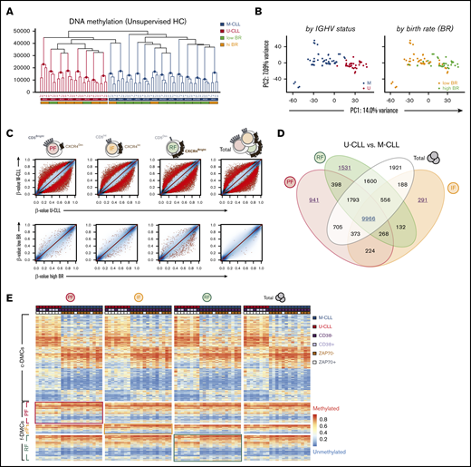 Intraclonally stable methylation patterns in CLL reflect signatures of the potential normal B-cell of origin. (A) Unsupervised HC of the fractions by Manhattan distance measurement of DNA methylation (unscaled β-values). Colored horizontal labels indicate IGHV mutation status (U- or M-CLL) and BR (low or high BR, at the threshold of 0.35% cells/day). (B) PCA of DNA methylation data from all fractions, colored by either IGHV mutational status or BR. (C) Scatter plots for pairwise comparisons of DNA methylation between U-CLL and M-CLL (top) or between low BR and high BR (bottom) patients by CXCR4/CD5 intraclonal fractions. Sites were highlighted at false discovery rate (FDR) <0.05 (black dots), and further considered significant at FDR <0.01 and absolute mean methylation difference of ≥10% (red dots). Colors in the cartoon representation of cell fractions are maintained throughout the panels. (D) Venn diagram showing relations between common overlap (c-DMC) and fraction-specific differentially methylated CpGs (f-DMC), which were identified as red dots in panel C after pairwise comparison of U- and M-CLL patients. (E) Heatmap of c-DMCs and f-DMCs between U- and M-CLL, ordered by IGHV status and by fractions. Colored horizontal labels indicate other established predictors of CLL progression: CD38+ (>30% positive), ZAP70+ (>20% positive). Framed quadrants in the heatmap highlights f-DMCs initially identified in the corresponding fraction, despite largely comparable methylation profiles. IF, intermediate fraction; PC, principal component; PF, proliferative fraction; RF, resting fraction.