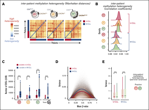 Interpatient and intraclonal DNA methylation heterogeneity. (A) Heatmaps showing pairwise methylation Manhattan distances indicating the level of heterogeneity within each leukemic fraction among all patients. Vertical and horizontal bars indicate the IGHV status of the individual patients. (B) Density histograms of pairwise Pearson correlation coefficients within each leukemic fraction among all patients, separated by IGHV mutational status. Significant differences were observed between U-CLL and M-CLL distributions of correlation coefficients in all fractions (P ≤ 5.174 × 10e-7, Wilcoxon rank sum test with continuity correction). (C) Box plot showing the number of differentially variable CpG sites (DVCs, by DiffVar method) in each of the fractions with significant differences in group variances between U-CLL and M-CLL patients, determined by using all possible permutations of equal number of samples per group (n = 8). (D) Plot of variance and mean methylation levels (β-values) for each CpG site across U-CLL or M-CLL samples. Color lines represent average variance in each subgroup illustrating the higher variance at intermediate β-values and in the M-CLL samples. (E) Box plot showing the distribution of variances for every CpG in the resting (RF) and proliferative (PF) intraclonal fractions, separated by U-CLL (n = 8) and M-CLL (n = 13) classification. Both the Fligner-Killeen test of homogeneity of variances and the paired Wilcoxon signed-rank test were used to compare CpG methylation variances with similar significant results between the paired fractions. ****P < .0001.