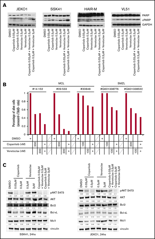 PI3K inhibitor copanlisib and the BCL2 inhibitor venetoclax are cytotoxic for MCL and MZL cells when combined and act via downregulating BCLXL or MCL1. (A) Four cell lines were exposed for 24 hours to copanlisib (30 nM, 300 nM), venetoclax (0.3 μM, 3 μM), or the combination of the 2 agents. (B) Three MCL and 2 MZL primary cells were exposed for 48 hours to copanlisib (100 or 200 nM), venetoclax (100 or 200 nM), or the combination of the 2 agents. The y-axis indicates the percentage of live cells, defined as Annexin V and 7AAD−, compared with dimethyl sulfoxide (DMSO)–treated cells. (C) Two cell lines exposed to copanlisib (30 nM, 300 nM), venetoclax (0.3 μM, 3 μM), or the combination of the 2 agents for 24 hours. cPARP, cleaved PARP; SMZL, splenic MZL.