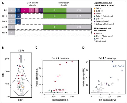 Identifying IKZF1 deletions using RNA-seq data. (A) Schematic of the IKZF1 canonical transcript (IK1) and augmented deletion transcripts, del4-7, del4-8, del2-7, and del2-8. Each coding exon is colored, and noncoding exons are gray. The exons encoding the N-terminal DNA-binding, and C-terminal dimerization domains are indicated by arrows. (B) Expression levels of IK1 (ENST00000331340) in all B-ALL samples (including 99 diagnosis samples and matched relapse for 2 samples). Plot shows transcripts per million (TPM) on the y-axis. (C-D) Relationship between expression of the IKZF1 del 4-7 transcript and IKZF1 del 4-8 and total IKZF1 expression (the sum of all IKZF1 transcripts). Samples that have the respective IKZF1 deletion transcript are colored and all other samples are shown in gray. The legend for panels B-D is shown at top right. Samples are colored by IKZF1 deletion status based on primary and secondary RQ-PCR results, according to the key. Samples that have not been tested for IKZF1 deletion (unknown) or are confirmed nondeletions (undetected) are gray. Samples that were identified in primary RQ-PCR analysis, as part of clinical diagnostics (clinical RQ-PCR result) are depicted by circles, and samples that were predicted by RNA-seq and validated by secondary RQ-PCR (RNA-seq predicted and validated) are depicted by triangles. Samples that were predicted by RNA-seq to have an IKZF1 deletion but were not validated by RQ-PCR (unvalidated) are depicted by unfilled triangles.