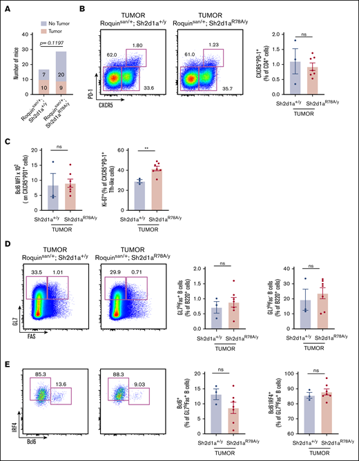 Loss of SAP-Fyn signaling pathway does not greatly alter AITL-like disease. (A) Abrogation of downstream signaling between SAP and Fyn kinase does not prevent tumor incidence, but may have a partial effect (n = 17 Roquinsan/+; Sh2d1a+/y and n = 29 Roquinsan/+; Sh2d1aR78A/y). (B-E) Tumors from Roquinsan/+; Sh2d1a+/y or Roquinsan/+; Sh2d1aR78A/y show comparable T-B-cell expression patterns and frequencies (n = 3 Roquinsan/+; Sh2d1a+/y tumors and n = 7 from Roquinsan/+; Sh2d1aR78A/y tumors). Error bars in panels B-E represent the SEM. Data are pooled from at least 2 independent experiments. **P < .01.