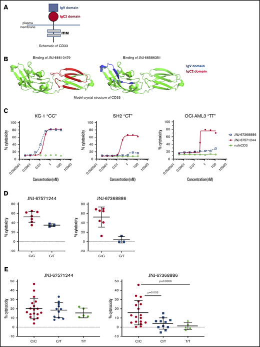 JNJ-67571244 binds to the C2 domain and mediates cytotoxicity of primary samples regardless of their SNP 12459419 genotype status. (A) Schematic showing the structure of CD33. (B) Hydrogen deuterium exchange mapping and subsequent illustration of epitope regions in IgC2 and IgV domain of CD33 extracellular domain protein for V- and C2-binder mAbs. The V epitope region is colored in blue, and the C2 epitope region is colored in red. (C) T cell–mediated cytotoxicity assays using JNJ-67368886 (CD33 V-binder) and JNJ-67571244 (CD33 C2-binder) in various CD33+ SNP rs12459419 CC, CT, or TT cell lines. The percent cytotoxicity was determined by flow cytometry. (D) Similar to panel B but here ex vivo assessment of cytotoxicity of CD33+ blasts in fresh AML patient whole blood was performed at 27 nM of bispecific antibody concentration. Mean ± standard deviation is graphed. (E) Similar to panel B but here JNJ-67571244–mediated cytotoxicity of frozen purified monocytes from 34 normal donors was assessed at 0.27 nM of bispecific antibody concentration. Mean ± standard deviation is graphed. P values were calculated by GraphPad Prism using Welch’s unequal variance t test.