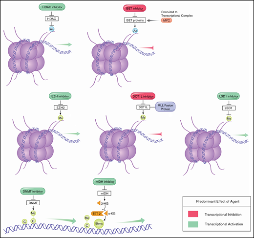 Effects of epigenetic modifying agents on transcriptional regulation.