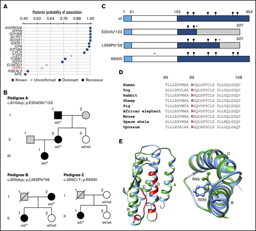 Rare monoallelic variants in THPO are associated with thrombocytopenia. (A) Associations between rare filtered variants across all genes and case/control groups defined by the presence of thrombocytopenia were inferred using the BeviMed method. Genes with a posterior probability of association >0.4 are shown for dominant and recessive inheritance models. Genes previously associated with thrombocytopenia are shown as blue symbols, whereas those with no confirmed association are shown as gray symbols. (B) Pedigree structures of the 3 index cases (A, II.2; B, I.2; and C, II.1) and pedigree members, indicating the presence (black symbols) or absence (white symbols) of thrombocytopenia and cases with unknown PLT (gray symbols). Genotypes confirmed by Sanger sequencing are annotated against canonical transcript ENST00000204615.7 (GRCh37.p13). wt/wt indicates homozygous for the reference allele. wt/* indicates the monoallelic variant. (C) Schematic diagram of the wt and predicted variant TPO proteins with amino acid numbering indicating the signal peptide (1-21), RBD (22-152), and C-terminal domain (153-353). Black circles indicate the position of consensus N-linked glycan sites. The insertion variants p.E204fs*123 and p.L269Pfs*58 (*) predict altered amino acid sequence (shaded region) downstream of the variant site and chain truncation, both after codon 327. The predicted p.R99W variant (*) is in the RBD. (D) Phylogenetic conservation of R99 across representative mammalian species shown in a sequence line up prepared using Clustal Omega. (E) Ribbon diagram of the TPO RBD derived from PDB:1V7M with direct contact regions between TPO and the TPO receptor indicated in red and the 4 helical regions indicated as A, B, C, and D. In the expanded view (left panel) and detailed vertical view (right panel), the wt R99 (green side chain) occurs in the cross-over region between helices A and B in the wt TPO peptide. Substitution of R99 with a W (blue) residue introduces a amphipathic residue with a bulky aromatic side chain into the space between helices B and C.