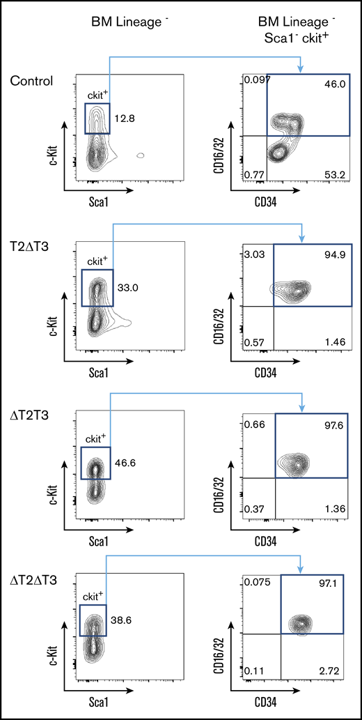 Representative flow cytometric analysis of BM from control, T2ΔT3, ΔT2T3, and ΔT2ΔT3 mice. Flow cytometry analysis of BM from representative leukemic ΔT2ΔT3, T2ΔT3, and ΔT2T3 mice for c-Kit, Sca1, CD16/32, and CD34.