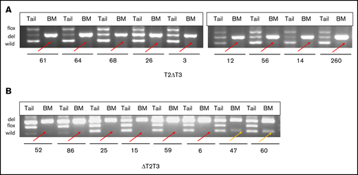 Multiplex PCR of leukemic BM with respective tails from T2ΔT3 and ΔT2T3 mice. Multiplex PCR was performed for the regions spanning the loxP sites on Tet2 (exon 11) and Tet3 (exons 8 and 9) in the BM and tail DNA of T2ΔT3 (n = 9) (A) and ΔT2T3 (n = 8) (B) mice, respectively. Lack of amplification of the Tet2 and Tet3 wild-type allele in BM from T2ΔT3 (n = 9) and ΔT2T3 (n = 6) mice is highlighted with red arrows. Amplification of the Tet3 wild-type allele in BM from ΔT2T3 mice (n = 2; #47 and #60) is highlighted with yellow arrows. flox, del, and wild: PCR products representing floxed, deleted, and wild-type alleles.