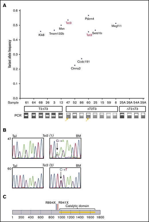 WES of T2ΔT3, ΔT2T3, and ΔT2ΔT3 mice. (A) Variant allele frequency plot of mutations revealed by WES of paired tail and BM samples from T2ΔT3, ΔT2T3, and ΔT2ΔT3 mice. Amplification of the Tet3 wild-type allele in BM from ΔT2T3 mice (n = 2; #47 and #60) is highlighted with yellow arrows as shown in Figure 5. (B) Validation of Tet3 mutations identified in WES by Sanger sequencing. (C) Position of Tet3 mutations revealed by exome sequencing in samples #47 (R894X) and #60 (R941X) are shown in the Tet3 gene.