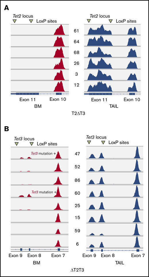 Graphical representation of exome sequencing of T2ΔT3 and ΔT2T3 mice on IGV. IGV-inspected sequence reads of Tet2 locus in T2ΔT3 mice (A) and on Tet3 locus in ΔT2T3 mice (B) are shown for BM (red) and tail (blue) DNA. Note that the absence of reads is shown for exon 11 of Tet2 in leukemic BM of T2ΔT3 mice (n = 6; panel A) and for exons 8 and 9 of Tet3 in leukemic BM of T2ΔT3 mice (n = 6; panel B). Reads were present in the BM of 2 T2ΔT3 mice (#47 and #60).