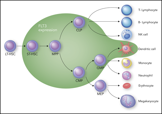 Hematopoiesis and FLT3 expression. The green zone surrounds the cell types that express FLT3. CLP, common lymphoid progenitor; CMP, common myeloid progenitor; GMP, granulocyte-macrophage progenitor; LT-HSC, long-term hematopoietic stem cell; MEP, megakaryocyte-erythroid progenitor; MPP, multipotent progenitor; NK, natural killer; ST-HSC, short-term hematopoietic stem cell. Professional illustration by Somersault18:24.