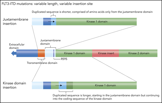 FLT3 ITDs. This diagram illustrates how FLT3 mutations can be defined as “juxtamembrane insertion” and “kinase domain insertion.” For the large majority of FLT3-ITD mutations, the duplicated sequence includes the codon for residue arginine 595 (R595).29 The resultant amino acid sequence inserted typically ranges from 3 to 42 residues. When the insertion is short, it consists only of juxtamembrane sequence, whereas longer duplications include residues from the kinase 1 domain. Therefore, in the case of these longer insertions, the actual duplicated sequence begins within that kinase domain and are sometimes referred to as a kinase domain insertion. Professional illustration by Somersault18:24.