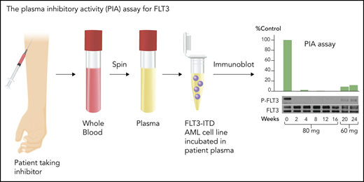 PIA assay for FLT3. This assay serves as a validated surrogate for in vivo FLT3 inhibition in patients treated with FLT3 inhibitors. Whole blood is collected at a trough time point from patients treated with an FLT3 inhibitor, preferably when the drug is at steady-state. An FLT3-ITD–expressing cell line, such as Molm14, is then incubated in the plasma, and the phosphorylation status of FLT3 is analyzed by immunoblotting. The results are normalized to control or pretreatment plasma. The immunoblots can be quantitated by densitometry. The blots are from a patient treated with 80 mg/d or 60 mg/d of lestaurtinib, a first-generation FLT3 inhibitor.103 Professional illustration by Somersault18:24.