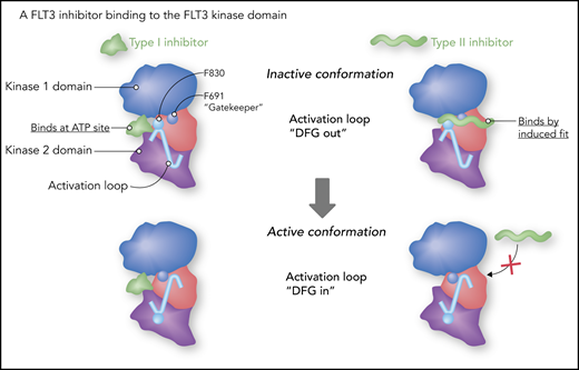 Type I vs type II FLT3 inhibitors. Gilteritinib is a type I inhibitor. As such, it is more or less an ATP mimetic, and its binding is relatively less influenced by the conformation of the activation loop. “DFG” refers to 3 highly conserved amino acid residues (aspartate-phenylalanine-glycine) at the start of the activation loop. A type II inhibitor fits into a hydrophobic groove adjacent to the ATP binding site, and, in the case of quizartinib, actually fits in between phenyl rings of phenylalanine 691 (F691, the “gatekeeper”) and phenylalanine 830 (F830). Professional illustration by Somersault18:24.