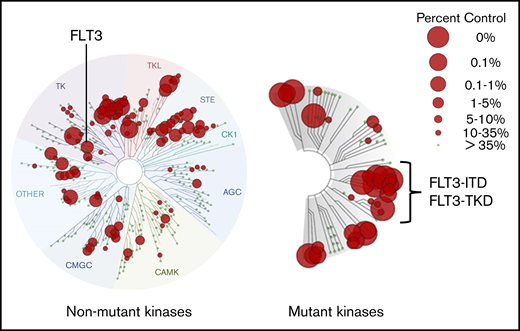 KINOMEscan assay profile for gilteritinib at 100 nM. This commercially available assay of a kinase inhibitor’s relative potency and selectivity is widely displayed but often misunderstood. This profile displays gilteritinib’s affinity for the different kinases in the human genome at 100 nM. A concentration of 100 nM gilteritinib is a crude approximation of steady-state levels achieved in plasma by patients receiving the standard dose of 120 mg/d. The KINOMEscan assay measures the ability of a test compound, such as gilteritinib, at specific concentrations (100 nM in this case) to displace a reference ligand from the active site of a kinase. Therefore, it is not an in vitro kinase assay but rather a drug-binding assay. The reference ligand is a proprietary compound designed to bind in highly promiscuous fashion to kinase active sites (earlier developmental versions of this assay used staurosporine). Kinases, derived from a library of 468 genes, are individually expressed in bacteriophages for use in the assay. In the case of transmembrane receptor kinases, just the cytoplasmic domain is expressed. The library includes the vast majority of wild-type human kinases, as well as key mutant kinases, such as FLT3-ITD and FLT3-TKD variants, including the F691L gatekeeper mutation. Each small gray circle on a branch represents an individual kinase. A red circle over any point of a branch indicates that gilteritinib competes with the reference compound for binding. “Percent control” refers to the efficacy of the competition. The larger the circle, the more effectively it displaces the reference ligand. A value of “0%” (the largest red circle) indicates the highest-affinity binding, meaning no reference ligand binds to the kinase. Note that these are not dissociation constant (Kd) values, although this assay can be used to calculate such values. Images generated using the TREEspot Software Tool and reprinted with permission from KINOMEscan, a division of DiscoveRx Corporation. © 2010 DiscoveRx Corporation.