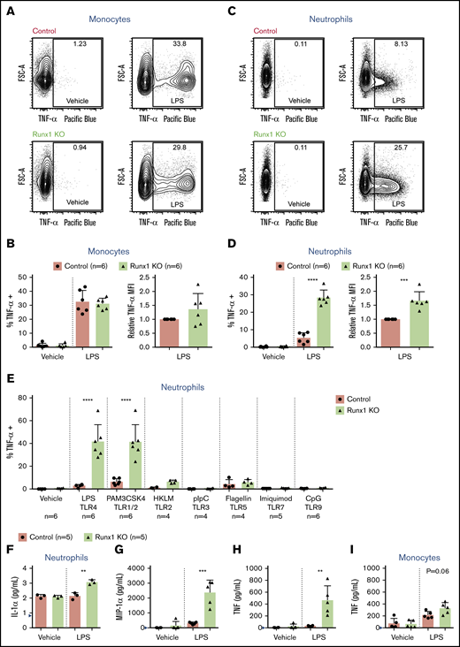 Increased TNF-α production by Runx1 KO neutrophils in response to TLR4 stimulation. (A) Representative FACS plots of intracellular TNF-α production by monocytes (CD11b+Ly6G−) after stimulation of whole BM with vehicle or 100 ng/mL LPS for 4 hours. (B) Quantification of the frequency of TNF-α+ monocytes and relative MFI of TNF-α in the TNF-α+ monocytes normalized to control monocytes run in the same experiment (n = 6 from 4 experiments). (C) Representative FACS plots of intracellular TNF-α production by neutrophils (CD11b+Ly6G+) after stimulation of whole BM with vehicle or 100 ng/mL LPS for 4 hours. (D) Quantification of the frequency of TNF-α+ neutrophils and relative MFI of TNF-α in the TNF-α+ neutrophils normalized to control neutrophils run in the same experiment (n = 6 from 4 experiments). (B,D) Bar graphs depict independent data points with the mean ± SD; 2-tailed unpaired Student t tests. (E) Quantification of the frequency of TNF-α+ neutrophils (CD11b+Ly6G+) after stimulation of whole BM for 4 hours with TLR agonists (n = 4 to 6, as indicated from 6 experiments). Bar graphs depict independent data points with the mean ± SD. Statistics represent the results of a 1-way analysis of variance followed by Sidak’s multiple comparison test to compare the means of the control and Runx1 KO samples for each TLR agonist. (F-H) Absolute quantification by CBA of inflammatory factor levels in the supernatant of 200 000 FACS-purified neutrophils (CD11b+SiglecF−F4/80−Ly6G+) stimulated for 8 hours with vehicle or 100 ng/mL LPS. (I) Quantification by CBA of TNF in the supernatant of 200 000 purified monocytes stimulated for 8 hours with vehicle or 100 ng/mL LPS. (F-I) Bar graphs depict independent data points with the mean ± SD. Five replicates from 3 experiments were performed for each condition with all results above the limit of detection (blue arrowhead) plotted. Statistics represent 2-tailed unpaired Student t tests. **P ≤ .01; ***P ≤ .001; ****P ≤ .0001.