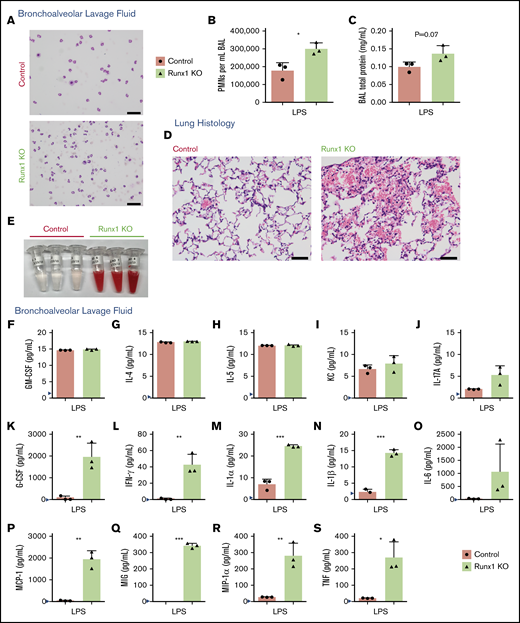 Increased activation of Runx1 KO neutrophils in vivo in response to TLR4 stimulation. (A-C) Data derived from mice in 1 experiment exposed to nebulized LPS simultaneously for 30 minutes and harvested 24 hours later (n = 5 for each genotype). Three mice were used for BAL analysis, and 2 mice were used for lung histology from each genotype. (A) Representative cytospins of BAL fluid used to quantify the differential inflammatory infiltrates (n = 3). Scale bars, 50 μm; Hema 3 stain. (B) Absolute neutrophil counts in BAL fluid determined by calculating white blood cell count and multiplying it by the percent PMNs determined from the cytospins (n = 3, mean ± SD, unpaired 2-tailed Student t tests). (C) Quantification of BAL fluid total protein levels (n = 3). (D-S) Data from a second experiment in which mice were exposed to LPS simultaneously and harvested 24 hours later (n = 5 for each genotype). Three mice were used for BAL analysis, and 2 mice were used for lung histology from each genotype. Four out of 5 Runx1 KO mice in this experiment had profound alveolar hemorrhage indicated by either BAL appearance (3/3) or lung histology (1/2). (D) Lung histology showing degree of inflammatory infiltrate, alveolar hemorrhage, and gross damage (n = 2). Second Runx1 KO replicate for this experiment is shown in supplemental Figure 5B. Scale bars, 50 μm; hematoxylin and eosin stain. (E) Gross appearance of BAL fluid (n = 3). (F-S) Absolute quantification by CBA of inflammatory factor levels in the BAL fluid (mean ± SD). Three replicates were performed for each condition with all results above the limit of detection (blue arrowhead) plotted. For all factors except MIG (Q), a 2-tailed unpaired Student t test was performed. Because of limited detection of MIG in the control BAL fluid (Q), a 1-sample Student t test was performed comparing the mean of the Runx1 KO BAL fluid to a hypothetical mean = 0. *P ≤ .05; **P ≤ .01; ***P ≤ .001. GM-CSF, granulocyte-macrophage colony-stimulating factor.
