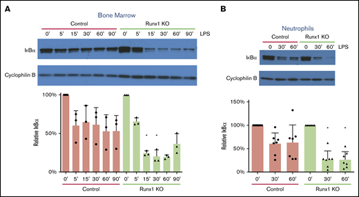 Increased TLR4 pathway activation in Runx1 KO neutrophils. (A) Representative western blot of IκBα degradation in whole BM over a time course of 0 to 90 minutes (′) of stimulation with 100 ng/mL LPS (n = 3). Bar graphs depict IκBα levels relative to the 0-minute time point for each genotype after normalization to the Cyclophilin B loading control for each sample (mean ± SD, 2-tailed unpaired Student t tests comparing Runx1 KO and control samples at each time point). Representative of 7 experiments. (B) Representative western blot of IκBα degradation in FACS-purified neutrophils (CD11b+SiglecF−F4/80−Ly6G+) over a time course of 0 to 60 minutes of stimulation with 100 ng/mL LPS (n = 7 from 5 experiments). *P ≤ .05.