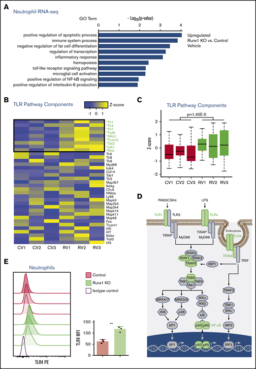 Dysregulated expression of inflammatory pathways in Runx1 KO neutrophils. (A-D) RNA-seq data collected from FACS-purified neutrophils (CD11b+SiglecF−F4/80−Ly6G+) stimulated with vehicle or 100 ng/mL LPS for 2 hours (n = 3 from 3 experiments). Expression values are normalized to total cell number with a spike in control. (A) GO analysis of differentially expressed genes upregulated in Runx1 KO neutrophils as compared with control neutrophils with vehicle treatment. GO analysis of differentially expressed genes downregulated in vehicle-treated Runx1 KO neutrophils as compared with controls and up- or downregulated in LPS-treated Runx1 KO neutrophils as compared with controls is shown in supplemental Figure 6A. (B) Heat maps of TLR4 pathway genes in vehicle-treated Runx1 KO (RV1, RV2, RV3) compared with control neutrophils (CV1, CV2, CV3) ordered by fold-change in expression (high to low). Statistically significantly upregulated genes are marked with an asterisk and green text (false discovery rate <0.05). (C) Normalized expression of TLR4 pathway genes in vehicle-treated neutrophils (P = 1.45e-5, Student t test) (D) Schematic of TLR4 pathway genes with all statistically significantly upregulated genes in vehicle-treated Runx1 KO neutrophils denoted in green. Schematic adapted from O’Neill et al.45 (E) Cell surface TLR4 on control and Runx1 KO neutrophils (CD11b+Ly6G+) as compared with a representative isotype control (normalized to mode). Bar graphs depict absolute TLR4 MFI of individual samples (n = 3, mean ± SD, 2-tailed unpaired Student t test). Data are representative of 3 experiments. **P ≤ .001.