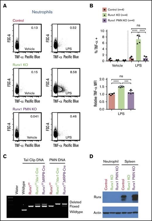 Dysregulation of TLR4 signaling pathway in Runx1 KO neutrophils occurs prior to the committed neutrophil stage. (A) Representative FACS plots of intracellular TNF-α production by neutrophils (CD11b+Ly6G+) after stimulation of whole BM with vehicle or 100 ng/mL LPS for 4 hours. Runx1 PMN KO = Runx1f/f; MRP8-Cre. (B) Quantification of the frequency of TNF-α+ neutrophils and relative MFI of the TNF-α+ neutrophils normalized to control neutrophils run in the same experiment (n = 4 from 4 experiments, mean ± SD, 1-way analysis of variance and Tukey’s multiple comparisons test). (C) Presence of the expected wild-type, floxed (f), or deleted Runx1 polymerase chain reaction products from tail clips (with a small amount of contaminating blood) and FACS-purified neutrophils (CD11b+SiglecF−F4/80−Ly6G+). (D) Western blot showing total RUNX1 levels in FACS-purified neutrophils and splenocytes from the same mice. ***P ≤ .001; ****P ≤ .0001. ns, not significant.