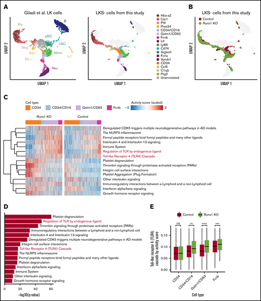 scRNA-seq suggests that dysregulation of TLR signaling pathways begins in CD34+/CD16+GMPs. (A) Left panel shows UMAP of 11 956 LK cells (Lin−, c-Kit+) from Giladi et al,23 with refined cell type labeling. Right panel shows projection of 14 795 LKS− cells from this study onto the same UMAP, with cell type labels transferred from Giladi et al23 by k-nearest-neighbor algorithm (see supplemental Methods). The control sample includes LKS− cells of pooled BM from 1 Runx1f/f and 1 Runx1f/− mouse (ie, with a monoallelic germline Runx1 mutation). (B) Same UMAP from panel A, colored by genotype. (C) Top upregulated pathways in Runx1 KO neutrophil HPs compared with control cells. Color indicates pathway activity score computed using the AUCell package.46 Cells were down-sampled so that Runx1 KO and control have equal cell numbers across stages. (D) Significance level computed by 2-tailed unpaired Student t test of pathways shown in panel C. (E) Activity score of “Toll Like Receptor 4 Cascade” between Runx1 KO and control cells across stages. Two-tailed unpaired Student t tests were performed between genotypes for each stage. **q value ≤ 0.01; ***q value ≤ 0.001; ****q value ≤ 0.0001. AD, Alzheimer disease.