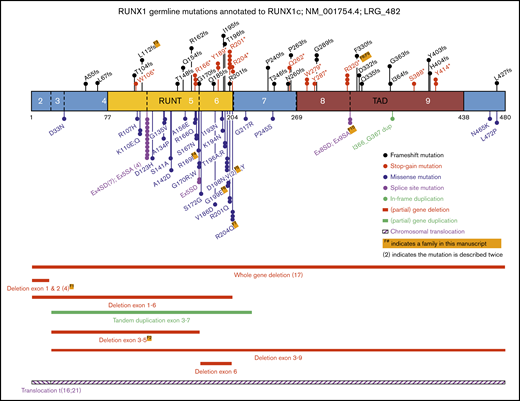 Schematic representation of RUNX1 showing the known germline genetic alterations associated with FPD-MM spectrum phenotypes. Shown are all mutations reported in this study, combined with published RUNX1 single-nucleotide variants (SNVs), small insertions and deletions (Indels), and CNVs annotated to RUNX1C; NM_001754.4; LRG_482. Full-mutation annotations can be found in supplemental Table 1. The numbers of the coding exons and known functional domains are shown within the protein, and the number of amino acids are shown below the diagram. The frequency of recurrent mutations is indicated by (N). For all mutations, the protein changes (p.) are shown, unless specified as splice-site variants (SA or SD). SA, splice acceptor; SD, splice donor.