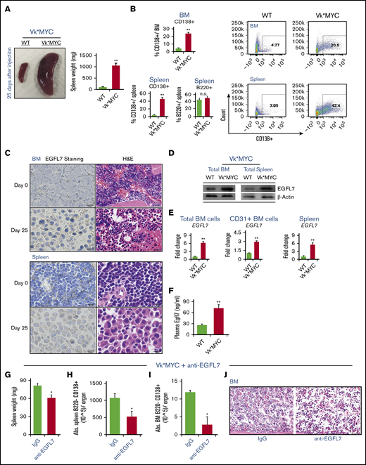 Increased circulating and tissue-bound EGFL7 in the murine Vk*MYC model of MM. (A-F) MACS-isolated CD138+ Vk*MYC BM and spleen cells were injected into C57BL/6J mice via the tail vein. C57BL/6J mice transplanted with Vk*MYC tumor cells (Vk*MYC mice) and control mice (WT) that did not receive tumor cells were analyzed 25 days after cell inoculation. (A) Representative macroscopic images of whole spleens (left panel) and total spleen weight (right panel; n = 6/group) of WT and Vk*MYC mice. (B) Spleen and BM cells from transplanted Vk*MYC recipient or WT mice were stained for the plasma cell marker CD138 and the B-cell marker B220. Percentage of CD138+ cells per total BM or spleen cells and percentage of B220+ cells per total BM cells are given in the left panels. Representative FACS blots of CD138+ cells in BM and spleen are shown in the right panels. (C) Immunohistochemistry analysis of EGFL7 in BM and spleen sections of WT and VK*MYC mice (scale bar of the insert, 10 µm). Hematoxylin and eosin–stained sections (H&E; scale bar of the insert, 20 µm) show massive infiltration of MM cells in the tissue section of Vk*MYC mice. (D) Representative western blot for EGFL7 and b-ACTIN in BM and spleen cell lysates of WT and Vk*MYC mice. Two independent experiments were performed. (E) Fold change of EGFL7 expression in total BMNCs, MACS-isolated CD31+ BM cells, and splenocytes of Vk*MYC mice when compared with the EGFL7 expression in spleen and BM of nontumor-bearing mice (n = 2/group). Transcripts normalized to β-ACTIN. Graphs represent averages from 3 independently prepared templates per condition. Experiments were repeated twice, with similar results. (F) Plasma mouse EGFL7 as determined by enzyme-linked immunosorbent assay (n = 6/group). (G-J) Vk*MYC BM and spleen cells of donor mice with a tumor load of 30% in the BM were injected into C57BL/6J mice via the tail vein. VK*MYC transplanted mice were left untreated for 21 days to ensure sufficient tumor load. Then, 3 mice were treated with neutralizing Abs against EGFL7 (anti-EGFL7) or with isotype (nonbinding) control Ab at 1.5 mg/kg IV. On day 42, mice were euthanized. (G) Spleen weight was determined. (H) Frequency of B220−CD138+ MM cells in splenocytes as determined by FACS. (J) Hematoxylin and eosin–stained sections (scale bar of the insert, 50 µm) showing mild infiltration of MM cells in the BM. (I) Frequency of B220−CD138+ MM cells in BM of Vk*MYC mice treated with anti-EGFL7 Ab or isotype controls (n = 3/group). The data represent the data of 1 experiment. A similar experiment was performed independently, showing similar results. Graphs show mean ± SEM. Significance was calculated by Student t test, * P ≤ .05; ** P ≤ .01.