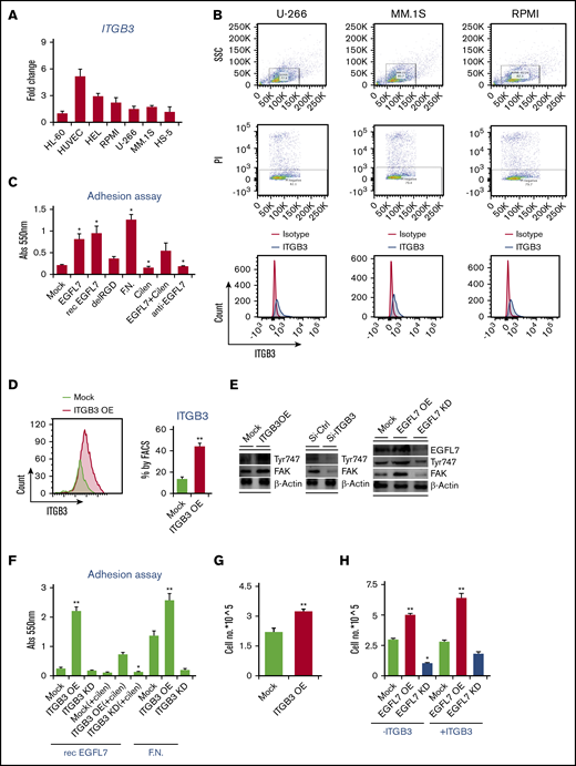 ITGB3+ MM cells adhere to immobilized EGFL7 via its RGD region (A) Fold change in ITGB3 expression of HUVEC, HEL, RPMI8226, U-266, MM.1S, and HS-5 cells when compared with ITGB3 expression in HL60 cells using RT-PCR. Transcripts normalized to b-ACTIN. Graphs represent averages from 3 independently prepared templates per condition. Experiments were repeated twice with similar results. (B) Representative FACS plots showing gating for PI negative cells. Histogram showing ITGB3 levels on indicated MM cell lines. (C) Percentage of adhesion of RPMI8226 cells after 4 hours on precoated plates with deposited ECM from cells infected with AdNull (Mock), AdEGFL7 full-form (EGFL7), or Addeleted RGD (delRGD), or precoated with rec. murine EGFL7 (rec. EGFL7) or with rec. FN. The percentage of adherent cells was quantified after cellular staining with crystal violet and absorbance measurement at 550 nm. Cumulative data of 2 independent experiments are shown (n = 5/condition per experiment). (D) Representative FACS histogram of ITGB3 expression using RPMI8226 cells stably transduced with ITGB3 (ITGB3 OE) in the left panel. The right panel shows the percentage of ITGB3 expression on ITGB3 OE cells, as determined by FACS (n = 6/group). (E) Representative western blot image of Tyr747, FAK EGFL7, and b-ACTIN proteins in EGFL7 OE/KD, and ITGB3 OE/KD in RPMI8226 cells. Two independent experiments were performed. (F) Human ITGB3 OE or ITGB3 KD cells were cultured on EGFL7- and FN-coated plates for 4 hours with/without the ITGB3 inhibitor Cilengitide (Celin). Quantification of adherence using crystal violet absorbance of adherent cells (n = 5 wells/condition). (G) Cell proliferation rate was determined after 24 hours by counting Trypan blue-negative ITGB3 OE and Mock MM cells (n = 3/wells per condition). (H) EGFL7 OE or EGFL7 KD MM cells were coinfected with Mock vector (−ITGB3) or ITGB3 OE (+ITGB3) vectors. Cells were counted after 24 hours in culture (n = 6/condition). Experiments were repeated at least twice. Graphs show mean ± SEM. Significance was calculated by Student t test, * P ≤ .05; ** P ≤ .01.
