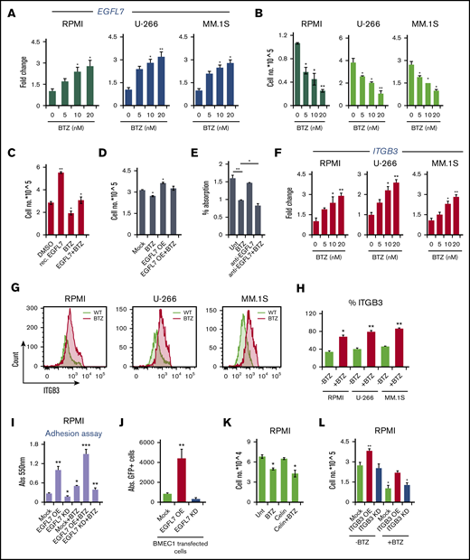 EGFL7 loss in MM cells overrides BTZ resistance (A-B) RPMI8226, U-266, and MM.1S cells were cultured for 24 hours in the presence of BTZ at indicated concentrations. (A) Fold change in EGFL7 gene expression of BTZ-treated MM cells when compared with non-BTZ-treated cultures, as determined by RT-PCR. Transcripts normalized to β-ACTIN. Graphs represent averages from independently prepared templates per condition. (B) Viable MM cells were counted 24 hours after BTZ treatment, using Trypan blue (n = 6/condition). (C) RPMI8226 cells were treated with rec. EGFL7 in the presence/absence of 5 nM BTZ. Cells were counted after 24 hours in culture (n = 6/group). (D) EGFL7 OE and Mock RPMI8226 cells were treated with/without BTZ. Cells were counted after 24 hours (n = 6/group). (E) RPMI Mock cells were cultured with/without neutralizing Abs against EGFL7 in the presence or absence of 10 nM BTZ. Cell proliferation was assessed using the CCK-8 kit after 24 hours in culture (n = 6/condition). (F-G) RPMI8226, U-266, and MM.1S cells were treated with/without BTZ for 24 hours. (F) Fold change in ITGB3 expression in BTZ-treated cells when compared with non-BTZ-treated cells after 24 hours determined by RT-PCR. Gene expression was normalized to β-ACTIN expression. Graphs represent averages from 3 independently prepared templates per condition. Experiments were repeated twice with similar results. (G) Representative FACS histograms showing ITGB3 expression in PI-negative gated cells after being cultured with or without BTZ for 24 hours. (H) Percentage of ITGB3-positive cells in BTZ or non-BTZ cultures, as determined by FACS (n = 6/condition). (I) Mock, EGFL7 KD, and EGFL7 OE RPMI cells were treated with/without BTZ for 24 hours in vitro. Washed RPMI8226 OE, Mock, or KD cells were allowed to adhere to plastic for 4 hours. Adherent cells were quantified using a fluorescence plate reader. Results are shown as percentage adhesion over the input. Experiment was run twice in triplicate (n = 6/condition). (J) Absolute number of GFP+ RPMI8226 cells per well after 4 hours of culture on EGFL7 OE or EGFL7 KD BMEC1 cells. (K) RPMI8226 cells were cultured in the presence or absence of BTZ with/without the integrin inhibitor Cilengitide (Celin; n = 6/group). The number of viable cells was counted after 24 hours. The experiment was run once in triplicate (n = 6/condition). (L) Mock, ITGB3 OE, and ITGB3 KD RPMI cells were treated with/without BTZ. Viable cells were counted using the Trypan exclusion assay (n = 6/group). The experiment was repeated twice. (M) Mock, EGFL7 OE, and EGFL7 KD RPMI cells concomitantly infected with ITGB3 OE or KD plasmids were treated for 24 hours with/without BTZ (n = 6/group). The number of viable cells was determined. The experiment was performed twice. (N) Study treatment scheme. Mock, EGFL7 OE, and EGFL7 KD RPMI MM cells concomitantly infected with/without ITGB3 OE or KD plasmids were injected s.c. into NOD/SCID mice, and tumors were established. Starting on the 25th day (treatment day 1), tumor-carrying mice were randomized according to tumor size. A total of 5 injections of PBS/dimethyl sulfoxide carrier, or BTZ (1 mg/kg) were given twice per week (n = 5 mice per group). Tumor weight was determined on day 36 (n = 5-7/group). Graphs show mean ± SEM. Significance was calculated by Student t test, * P ≤ .05; ** P ≤ .01.