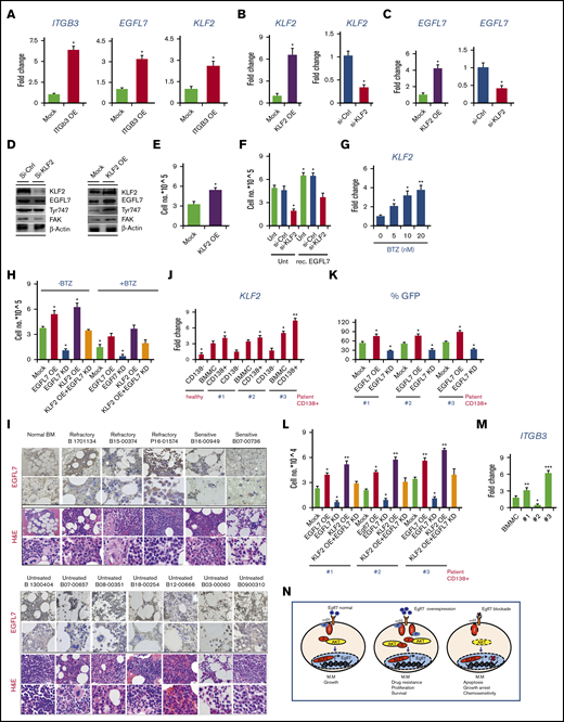 EGFL7, a KLF2 downstream target, promotes primary MM survival. (A) Fold change in ITGB3, EGFL7, and KLF2 expression in ITGB3 OE RPMI cells when compared with Mock cells, as determined by RT-PCR (n = 3/group). (B) Fold change in KLF2 expression in Mock, si-KLF2, and KLF2 OE RPMI cells as determined by RT-PCR (n = 3/group). (C) Fold change in EGFL7 expression in KLF2 OE or si-KLF2 RPMI cells when compared with KLF2 Mock or si-KLF2 cells, respectively, as determined by RT-PCR. (D) Representative western blot for indicated proteins from lysates of si-Ctrl, si-KLF2, Mock, and KLF2 OE cells. (E) Viable cell quantification of KLF2 OE and Mock cells after 24 hours in culture (n = 6/group). (F) KLF2 OE, Mock, si-Ctrl, and si-KLF2 cells were cultured in the presence or absence of rec. EGFL7. Cells were counted after 24 hours (n = 6/group). (G) Fold change in KLF2 expression in BTZ-treated MM cells at the indicated concentration for 24 hours when compared with non-BTZ-treated controls, as evaluated by RT-PCR. (H) MM cells (EGFL7 OE/EGFL7 KD, KLF2 OE, KLF2 KD, or KLF2 OE + EGFL7 KD) were cultured with/without 10 µM BTZ. After 24 hours, viable cells were enumerated (n = 3/group). (I) Immunohistochemical staining for EGFL7 (background panel; scale bars, 50 µm) and hematoxylin and eosin (insert; scale bars, 10 µm) in BM sections of patients with MM. For patient details, see supplemental Figure 1. (J) KLF2 expression determined by RT-PCR in total BMMCs, MACS-isolated BM CD138+ and CD138− cells derived from MM patients #1, #2, and #3. KLF2 expression was given as a fold change to the expression found in MACS-isolated CD138− cells from a healthy donor as the comparator. (K) EGFL7 KD or OE was achieved in human primary MACS-isolated CD138+ MM cells using a lentiviral virus–containing GFP. Cell proliferation was monitored by GFP positivity using FACS after 24 hours (n = 3/group). (L) EGFL7 OE, KD, KLF2 OE or KD was achieved in primary PCR in CD138+ MM patient cell samples (#1-#3). Cell proliferation of transduced cells was determined after 24 hours (n = 6/group). (M) Fold change in ITGB3 expression, as determined by RT-PCR. For all RT-PCR results, transcripts normalized to b-ACTIN. Experiments were repeated twice with similar results. (N) Model of the EGFL7-ITGB3-KLF2-EGFL7 axis in MM cells. EGFL7 partially through binding to ITGB3 on MM cells upregulates the transcription factor KLF2. In turn, KLF2 augments EGFL7 expression. This leads to a positive forward amplification loop that promotes MM survival, a mechanism that seems especially active under the pressure of chemotherapeutic drugs such as BTZ. We propose that EGFL7 contributes to BTZ-induced drug resistance. Data are represented as mean ± SEM. * P ≤ .05; ** P ≤ .01; *** P ≤ .001. P values were determined using a Student t test.