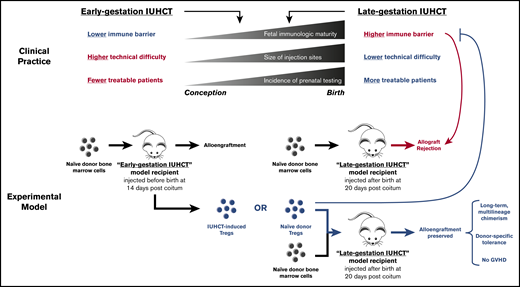 Study concept. In clinical practice, early-gestation IUHCT affords the lowest fetal immune barrier but is impeded by higher technical difficulty and fewer treatable patients. Late-gestation IUHCT, in contrast, affords lower technical difficulty and more treatable patients, but is impeded by a higher immune barrier leading to allograft rejection. To study this problem, we employed murine models of early-gestation IUHCT (injection of allogeneic hematopoietic cells before birth at 14 DPC) and late-gestation IUHCT (injection of allogeneic hematopoietic cells after birth at 20 DPC). First, we investigated which regulatory T-cell populations, if any, are elevated after early-gestation IUHCT and may contribute to alloengraftment and tolerance. Next, we validated our model of late-gestation IUHCT, showing it to reliably lead to allograft rejection. Next, we tested whether IUHCT-induced Tregs or naive donor Tregs (a clinically translatable approach) could prevent allograft rejection in our model of late-gestation IUHCT. Outcomes assessed included long-term, multilineage chimerism, donor-specific tolerance, and the absence of graft-versus-host disease.