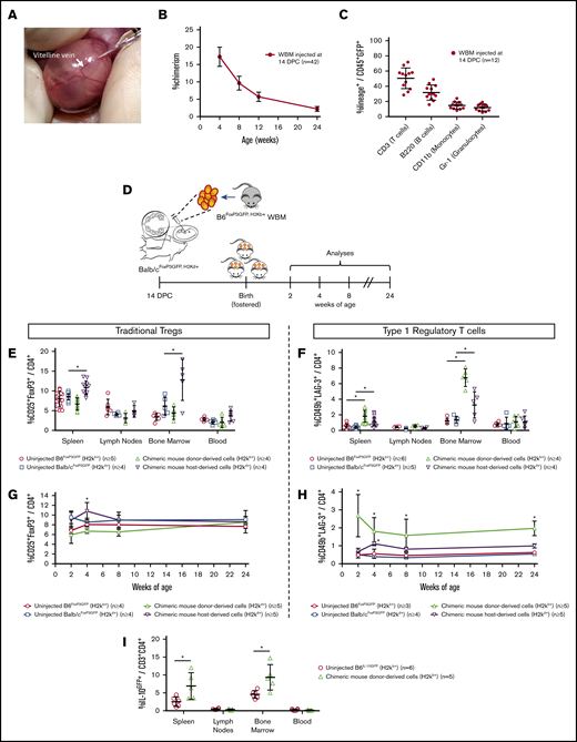 Frequency of regulatory T cells after early-gestation IUHCT. Allogeneic transplantation was performed at 14 DPC by injection of WBM cells into the vitelline vein (A), which results in long-term (B), multilineage (C) donor cell chimerism. All fetuses from a litter were injected. To account for the effect of maternal milk-borne antibodies on engraftment, all litters were fostered immediately after birth with naive Balb/c dams. Of the 69 fetuses injected, 48 (70%) survived to birth and 46 (67%) survived to weaning at 4 weeks of age. Among these survivors, 42 (91%) macroengrafted. (D) To evaluate the possible contribution of regulatory T cells to tolerance and engraftment, B6FoxP3GFP WBM cells were injected into Balb/cFoxP3GFP fetuses at 14 DPC, and the resulting chimeric mice were analyzed at multiple times after birth. Donor- and host-derived traditional Tregs (E) and type 1 regulatory T cells (Tr1 cells) (F) were first measured as a percentage of CD4+ cells in the spleen, LNs, BM, and PB at 4 weeks of age and compared with uninjected, age-matched B6FoxP3GFP and Balb/cFoxP3GFP controls. The frequency of traditional Tregs (G) and Tr1 cells (H) was then assessed in the spleen at additional times. Early-gestation IUHCT was next performed using the B6IL-10GFP→Balb/c strain combination. (I) The percentage of donor-derived CD4+ cells expressing IL-10 was measured in the spleen, BM, LN, and PB at 4 weeks of age. Mean and standard deviation are included in addition to individual data points. Data were analyzed using ANOVA with multiple comparisons with statistically significant differences indicated by * (P < .05).