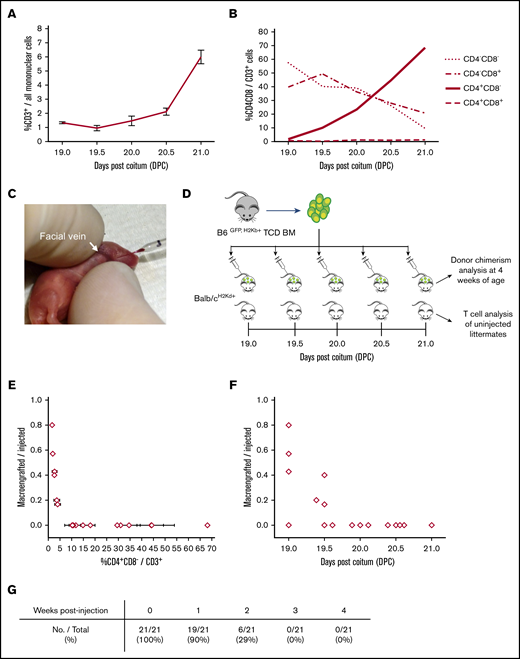 The emergence of CD4+CD8−T cells in the PB of the developing mouse correlates with allograft rejection. (A) T cells were measured as a percentage of all PB mononuclear cells after birth at 19 to 21 DPC. (B) CD4 and CD8 expression among PB T cells was then measured at 19 to 21 DPC. Allogeneic transplantation was performed by injecting litters of newborn pups via the facial vein (C) with TCD BM cells at 19 to 21 DPC, with 1 to 3 uninjected pups from each litter euthanized for T-cell analysis (D). As maternal sensitization only occurs with prenatal injection, pups injected postnatally were not fostered. The frequency of macroengraftment (PB chimerism > 1% at 4 weeks of age) among injected animals was correlated with the frequency of CD4+CD8− cells among PB T cells in uninjected littermates (E) and the developmental age of the litter (F). (G) Finally, to determine the kinetics of graft rejection in this model, several litters were injected at 20 DPC, and the frequency of mice with chimerism higher than 1% was measured weekly for 4 weeks, demonstrating that the majority of animals reject the allograft between 1 and 3 weeks posttransplant consistent with an adaptive immune response.
