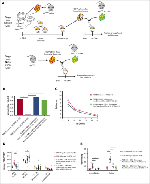 Regulatory T cells preserve alloengraftment in model of late-gestation IUHCT in immunocompetent recipients. (A) Newborn Balb/c pups were injected at 20 DPC with TCD BM harvested from B6GFP mice in combination with regulatory T cells harvested from either chimeric or naive donor mice, as displayed. As maternal sensitization only occurs with prenatal injection, pups injected postnatally were not fostered. (B) Frequency of macroengraftment defined as the number of pups with PB chimerism higher than 1% at 4 weeks of age divided by the total number of injected pups in that group. Data were analyzed using Fischer’s exact test. (C) Mean PB chimerism among macroengrafters over time. Shown are the mean ± standard error of the mean. Data were analyzed using ANOVA. (D) Lineage frequency among donor-derived (GFP+) cells in the PB at 6 months of age. Mean and standard deviation are included in addition to individual data points. Data were analyzed using ANOVA. (E) In vivo mixed lymphocyte reaction performed at 6 months of age. Percentage proliferating was defined as the percentage of H2kb-GFP−CD3+ cells with APC fluorescence intensity of 50% or less of undivided cells. Mean and standard deviation are included in addition to individual data points. Data were analyzed using ANOVA. In all panels, statistically significant differences between groups are indicated by * (P < .05).