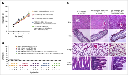 Assessment of GVHD. (A) Mean bodyweight in the first 4 weeks of life. Shown is the mean ± standard deviation over time. No experimental group was found by ANOVA to have a lower mean bodyweight than uninjected Balb/c controls at any point. (B) A GVHD phenotype score ranging from 0 to 10 was calculated on the basis of the presence of hunched posture, ruffled fur, fur loss, desquamation, and diarrhea with scores lower than 3 consistent with no GVHD. No animals developed GVHD. (C) Histology of the liver, skin, lungs, and small bowel at 3 weeks of age. Slides were stained with hematoxylin and eosin. Images were collected at 20× magnification. No features of GVHD were detected on histology.