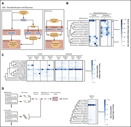 virID, a novel microbial sequence identification algorithm, identifies no known or novel viral sequences associated with BPDCN. (A) Schematic of the virID computational pipeline. virID can be run with assembly (left) or without assembly (right). In the assembly-based approach, SPAdes is used to conduct de novo assembly of GATK-PathSeq unassigned reads to generate contigs. Contigs are then subjected to nucleotide (MegaBLAST) and translated amino acid (DIAMOND) searches against reference databases. The number of reads supporting each contig is determined by mapping reads back to contigs with the BWA-MEM aligner. Results are then integrated to report the abundance of microorganisms in the input reads. In the read-based approach, reads are directly subjected to BLAST and DIAMOND searches. (B) Taxonomic representation of assembly-based assignment when applied to 4 virus-positive and 2 virus-negative Merkel cell carcinomas. MCPyV was excluded from the virID reference databases. The top 15 genera per mean abundance are displayed. The tree is taxonomic and does not incorporate phylogenetic distances. Units are genera reads per 1 million human reads. (C) Taxonomic representation of read-based assignment of GATK-PathSeq unmapped reads. The top 15 genera by mean abundance are displayed. Units are genera reads per 1 million human reads. (D, left) Schematic of the kmer-enrichment approach. First, all 21mers were identified in the unassigned reads from BPDCN skin and control skin samples using jellyfish.22 21mers present in at least 2 BPDCN samples were kept, and any 21mer present in any control sample was removed. Reads containing remaining 21mers were subjected to BLASTN homology search. (D, right) Results from BLASTN search of kmer-enriched reads. The top 15 genera by mean abundance are displayed. Units are genera reads per 1 million human reads.