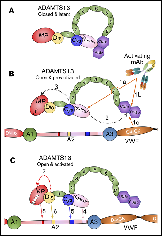 Mode of action of ADAMTS13. (A) Under normal circumstances, ADAMTS13 circulates in a closed conformation stabilized by the interaction of the C-terminal CUB domains with the central Spacer domain. The MP domain of ADAMTS13 naturally favors a latent conformation in which the active site cleft is occluded, preventing off-target proteolysis and conferring resistance to inhibition. (B) When ADAMTS13 is bound by activating mAbs that recognize either the Spacer domain (1a) or CUB domains (1b), or when it binds to VWF via the D4-CK domains of VWF (1c), the CUB-Spacer interaction is disrupted (2) causing ADAMTS13 to adopt an open conformation. This opening of ADAMTS13 induces a structural shift in the MP domain into a preactivated state (3) that, ultimately, enhances the proteolytic function of the enzyme. (C) ADAMTS13 recognizes unfolded VWF A2 domain through multiple interactions. The Spacer (4) and (5) Cys-rich domain exosites recognize the C-terminal region of the unfolded VWF A2 domain bringing enzyme and substrate into close proximity. Thereafter, the Dis domain exosite engages VWF (6), which induces a further allosteric change in the MP domain (7). This conformational change opens the active site cleft to enable accommodation and proteolysis of the cleavage site (8). The preactivation of ADAMTS13 augments this final activation step by ∼twofold.