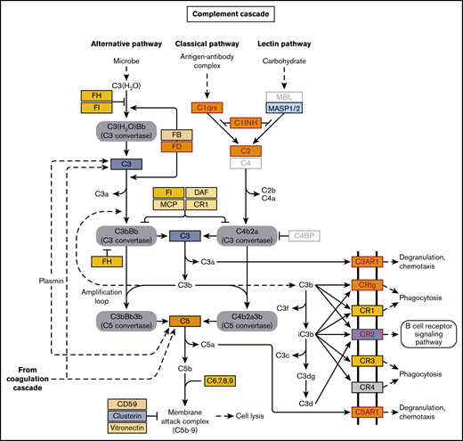 Complement gene expression in 4 patients with TA-TMA at time of clinical diagnosis. This figure illustrates gene expression in alternative, classical, and lectin complement pathways among cases with TA-TMA at the time of clinical diagnosis but before initiation of complement-blocking therapy with eculizumab. Red, orange, and yellow colors indicate upregulated pathways and the degree of upregulation (red > orange > yellow). Blue colors indicate downregulated and the degree of downregulation (dark blue > light blue). Red letters and red outlines indicate statistically significant changes in gene expression from pretransplant baseline to the time of TA-TMA clinical diagnosis.