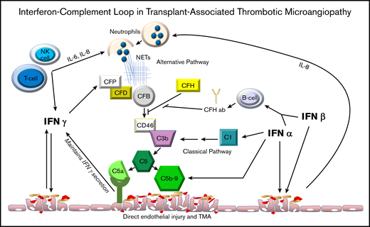 Interferon-complement loop. This figure displays the relationship between interferon and complement activation that perpetuates vascular endothelial injury in clinical conditions presenting with thrombotic microangiopathy where both interferon and complement pathways are activated. CFP, CFD, CFB, CFH: complement factors P, D, B and H.