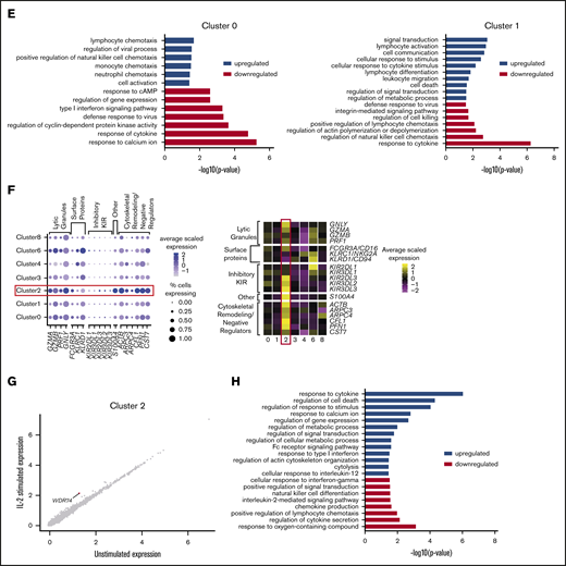 Among CD56dim CD16+ NK cells is a distinct subset of CD57+ NK cells. (A) Expression distribution of each cluster (violin plots) using unstimulated cells only, looking at canonical human NK cell markers, grouped by cytotoxicity, inhibitory and activating receptors, cytokines and chemokines, cytokine and chemokine receptors, and adhesion molecules. The shape represents the distribution of cells based on their log(+1) expression values. The color scale represents the mean expression. (B) Percentage of individual NK cells expressing 1, 2, 3, or 4 different KIRs across each cluster, calculated using the full data set of 8462 cells. (C) Comparison of average gene expression values for cluster 0 and cluster 1 in unstimulated cells only. Genes with fold change >0.4 are highlighted. (D) Comparison of average gene expression values for clusters 0 and 1 between unstimulated and IL-2–stimulated cells. Genes with a fold change >0.5 and Bonferroni-corrected P < .05 are highlighted. (E) Selected GO terms using all conserved markers upregulated or downregulated within the individual clusters with an adjusted P < .05. (F) Dot plot (left) of selected markers of interest within unstimulated cells only across the different clusters. The size of the dot represents the percentage of cells expressing the markers, and the color encodes the average scaled expression values. Heat map (right) of the same markers of interest within unstimulated cells only. Clusters are plotted in columns, and genes are shown in rows. Gene expression is color coded using average scaled expression values per cluster, based on a z-score distribution, ranging from low expression (purple) to high expression (yellow). (G) Comparison of average gene expression values for cluster 2 between unstimulated and IL-2–stimulated cells. Genes with a fold change >0.5 and Bonferroni-corrected P < .05 are highlighted. (H) Selected GO terms using all conserved markers upregulated or downregulated within this cluster with an adjusted P < .05.