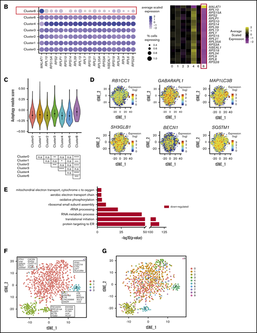 A small, novel population of blood NK cells exhibits loss of ribosomal expression. (A) Same heat map of the top 20 markers distinguishing each NK cell cluster as shown in Figure 1D, highlighting the similarities (blue boxes) and dissimilarity (red box) between clusters 2 and 8. Cells are plotted in columns, and genes are shown in rows. Gene expression is color coded using a scale based on z-score distribution, ranging from low expression (purple) to high expression (yellow). (B) Dot plot (left) of 20 top markers associated with cluster 8 within unstimulated cells only (columns) across the different clusters (rows). The size of the dot represents the percentage of cells expressing the markers, whereas the color encodes the average scaled expression values. Heat map (right) of the same markers of interest within unstimulated cells only. Clusters are plotted in columns, and genes are shown in rows. The gene expression scale is as in panel A. (C) Module score analysis for each NK cell cluster at the single-cell level, defined using markers of mammalian autophagy.63 Module scores were calculated for unstimulated cells only. Violin plots represent the distribution of the module scores for each cluster and the error bars represent median and interquartile range. One-way analysis of variance with Bonferroni’s multiple comparison. Nonsignificant (n.s) P > .05; *P < .03; **P < .02; ***P < .0002; ****P < .0001. (D) tSNE plot (excluding clusters 5, 7, and 9), showing the expression of selected autophagy markers within the full data set. Expression is color coded from blue (low) to red (high) and cells positively expressing a marker were brought toward the front of the plot. (E) Selected GO terms using all conserved markers downregulated within this cluster with an adjusted P < .05. No markers were upregulated within this cluster at this significance threshold. (F) tSNE, 2-dimensional plot of 1000 NK cells from the unstimulated condition (500 randomly selected from each donor). The analysis was performed using the first 15 principle components and a resolution of 0.4. The top markers positively associated with each cluster are highlighted. (G) The same tSNE plot as in panel F) but cells are color coded according to the cluster identities assigned using the full data set of 8462 cells.