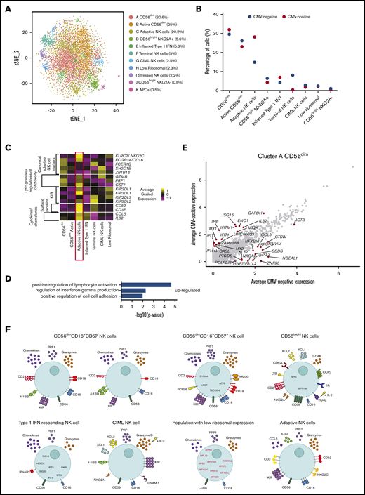 Peripheral blood NK cells from CMV+ individuals have several altered features. (A) tSNE, 2-dimensional plot of 8000 individual NK cells, with clusters (A-K) identified using unsupervised hierarchical clustering. (B) Mean percentage of CMV− and CMV+ cells contributing toward each cluster. (C) Heat map of canonical adaptive NK cell markers and markers that distinguish this cluster from other cells. Clusters are plotted in columns, and genes are shown in rows. Gene expression is color coded using average scaled expression values per cluster, based on a z-score distribution, ranging from low expression (purple) to high expression (yellow). (D) Selected GO terms using all markers upregulated within cluster C, adaptive NK cells, with an adjusted P < .05. (E) Within cluster A, CD56dim NK cells, comparison of average gene expression values for CMV− cells and CMV+ cells. Genes with a fold-change >1 are highlighted. (F) Summary schematic of NK cell populations identified by scRNA-seq. Markers highlighted in red represent downregulation within that population. Of note, the schematic is based on transcript levels that may not entirely correlate with protein expression.