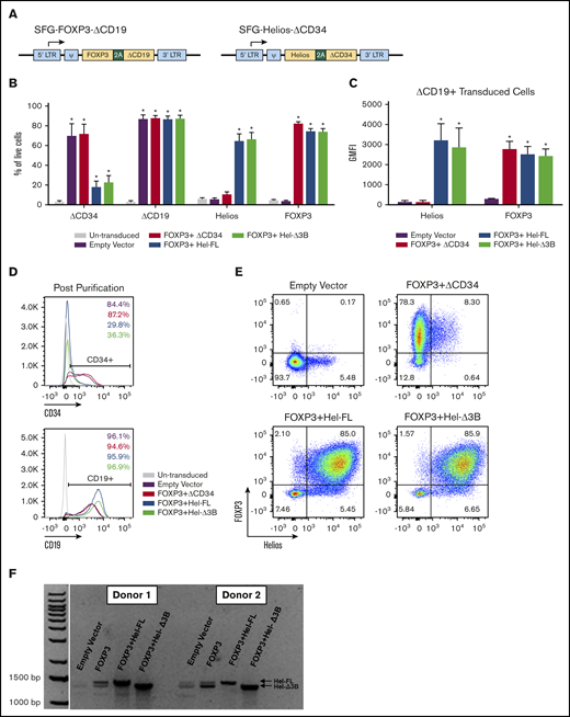Generation of human eTregs by transduction with FOXP3 and/or Helios. (A) Illustration of SFG retroviral vector containing genes of interest and transduction surface markers. (B-E) Transduction marker (ΔCD34 and ΔCD19), Helios, and FOXP3 protein expression in eTregs was assessed via surface and intracellular transcription factor staining and flow cytometry. Cells were assessed after the second transduction and magnetic bead purification for CD19. Graphs represent a summary of the percentage of eTregs positive for ΔCD34, ΔCD19, FOXP3, and Helios of total live cells (B) and geometric mean fluorescent intensity (GMFI) of FOXP3 and Helios of transduced cells gated on ΔCD19 expression (C); n = 3 to 9, and 6 different donors. Histograms and dot plots are representative figures of ΔCD34 and ΔCD19 expression following the second transduction and CD19 bead purification (D) and FOXP3 and Helios expression in ΔCD19+ transduced cells (E). (F) Representative figure of Helios messenger RNA expression assessed via real-time polymerase chain reaction and visualized via gel electrophoresis.*P ≤ .05 compared with no eTregs based on a 1-tailed Mann-Whitney U test.