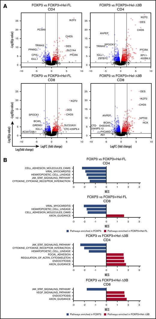 Hel-FL or Hel-Δ3B coexpression with FOXP3 alters gene expression and pathway enrichment in CD4+or CD8+eTregs compared with FOXP3 alone. All comparisons in this figure use FOXP3 eTregs as the baseline for comparison of CD4+ or CD8+ eTregs as indicated. (A) Volcano plots depicting gene expression differences between the cell strains. Within the volcano plots, genes were colored if they had a false discovery rate (FDR) ≤0.1. Blue denotes downregulation, and red represents upregulation. The 2 vertical lines represent logFC= −2 and logFC= 2. The horizontal line presents –log10(0.05). (B) Summary of normalized enrichment scores (NES) of KEGG pathways with P ≤ .05 that were enriched in the comparison of two eTreg cell strains indicated after GSEA. Blue bars are pathways enriched in the baseline eTregs, and red bars are pathways enriched in eTregs being compared.