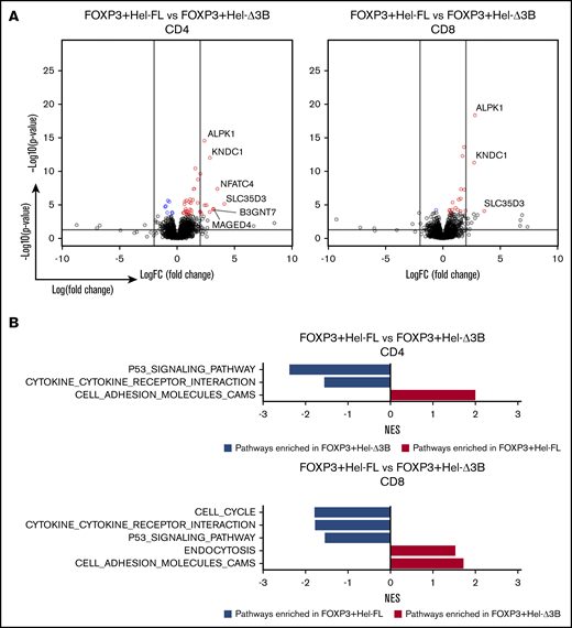 FOXP3+Hel-Δ3B mediates different gene transcription and pathway enrichment in CD4+and CD8+eTregs compared with FOXP3+Hel-FL. All comparisons in this figure use FOXP3+Hel-FL eTregs as the baseline for comparison, either CD4+ or CD8+ as indicated. (A) Volcano plots depicting gene changes. Within the volcano plots, genes were colored if they had an FDR ≤0.1. Blue denotes downregulation, and red represents upregulation in the indicated comparison. The 2 vertical lines represent logFC= −2 and logFC = 2. The horizontal line presents –log10(0.05). (B) Summary of normalized enrichment scores (NES) of KEGG pathways with P ≤ .05 that were enriched compared with two eTreg cell strains after GSEA. Blue bars are pathways that are more downregulated in the Hel-Δ3B–expressing cell line, and red bars are pathways that are more upregulated in the Hel-Δ3B cell line, compared with the HEL-FL–expressing cell line.