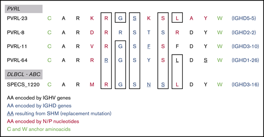 HCDR3 amino acid sequence of stereotyped IGHV3-7 gene rearrangements. The 11 aa composing HCDR3 of each stereotyped IGHV3-7 case are aligned. The color reflects their origin: black, IGHV or IGHJ genes; blue, IGHD genes; red, N (or P) nucleotides; green, conserved anchor residues bordering HCDR3. Underlined amino acids resulted from replacement somatic mutations. Identical N-D-N residues for all cases in boxes. The IGHD genes contributing to HCDR3 are indicated on the right.