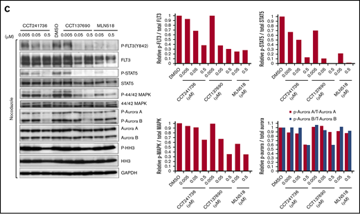 Induction of apoptosis, cell cycle regulation, and in vitro inhibition of FLT3 and Aurora signaling by CCT241736 in MOLM-13 cells. (A) Immunoblotting analysis of cells treated with CCT241736 at the indicated concentrations for 24 and 48 hours using antibodies specific for cleaved PARP and survivin. Glyceraldehyde-3-phosphate dehydrogenase (GAPDH) was used as a loading control. (B) Cell cycle profile of MOLM-13 cells treated with FLT3 and Aurora kinase inhibitors or their combinations: CCT241736, MLN518, PHA-739358, or MLN518 + PHA-739358. MOLM-13 cells were treated for 72 hours with the compounds at the indicated concentrations approximating their viability IC50 and 10 × IC50, and they were fixed, stained, and analyzed by fluorescence-activated cell sorting (FACS). Y-axes represent FACS event counts (same scale for all histograms). The percentage of cells in sub-G1, G1, S, G2, and 8N phases of the cell cycle are included. (C) After overnight incubation with 50 ng/mL nocodazole, MOLM-13 cells were treated with CCT241736, CCT137690, or MLN518 for 2.5 hours at the indicated concentrations. Cell lysates were prepared and analyzed for the expression of the indicated proteins by immunoblotting using specific antibodies. GAPDH was used as loading control.