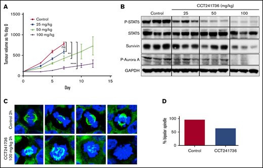 In vivo efficacy of CCT241736 in MOLM-13 human tumor xenografts. (A) Athymic mice (8 per cohort) were injected subcutaneously with 2 × 106 MOLM-13 cells. Five days after implantation, mean tumor diameter was 6 mm (day 0 on graph), and dosing began orally twice per day with vehicle, 25, 50, or 100 mg/kg. Tumor volumes were measured at days 0, 3, 5, 7, 10, and 12. Mean tumor volumes ± SEM are shown. Unpaired Student t test of 95% confidence intervals on day 7. ns, not significantly different (P = .14; control: CCT241736 at 25 mg/kg). **P = .08 (control: CCT241736 at 50 mg/kg); ****P < .0001 (control: CCT241736 at 100 mg/kg). (B) Biomarker modulation by CCT241736 in MOLM13 xenograft samples. Tumors were removed 2 hours after the final dose, and lysates were prepared. Equal amount of proteins from all the tumors were analyzed by immunoblotting using the indicated antibodies for P-STAT5 and Aurora signaling (P-Aurora A, survivin). GAPDH was used as loading control. (C) CCT241736 induces aberrant mitosis in MV4-11 xenograft tumors. Tumors from mice treated with 100 mg/kg CCT241736 for 18 days (orally twice per day) were removed 2 hours after the final dose and analyzed by immunofluorescence using α-tubulin (green) antibodies and DAPI (blue) (40× magnification). (D) Quantification of mitotic cells. At least 50 mitotic cells in control and treated tumors were counted for bipolar or aberrant mitosis.
