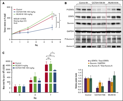 In vivo efficacy of CCT241736 in FLT3 inhibitor–resistant xenografts. (A) Athymic nude mice (6 per cohort) were injected subcutaneously with 2 × 106 MOLM-13-RES cells. Thirteen days after implantation, mean tumor diameter was 6 mm (day 0 on graphs), and dosing began orally twice per day for 5 days with solvent vehicle, CCT241736 at 100 mg/kg twice per day or MLN518 at 160 mg/kg twice per day. Tumor volumes were measured at days 0, 1, 2, and 5. Mean tumor volumes ± SEM are shown. Mice were culled at 1 and 6 hours after the final dose. Unpaired Student t test of 95% confidence intervals on day 5. ns, P = .13 (control: MLN518) or P = .4 (control: CCT241736). Significantly different, *P = .02 (MLN518:CCT241736). (B) Tumor lysates were analyzed by immunoblotting for expression of the indicated proteins. GAPDH, Aurora A, and STAT5 were used as controls. The bar graphs (bottom panel) show the in vivo potency of compounds after normalization to the control total proteins. (C) Systemic model of BaF3FLT3-ITD F691L luciferase–expressing tumors in NOD SCID mice. On day 7, the flux in the treated groups (mean total flux ± SEM) is indicated. Mice were dosed (starting 4 days after tumor cell implantation and randomization) with AC220 at 5 mg/kg orally once per day or CCT241736 at 100 mg/kg orally twice per day, and tumor burden was assessed by whole-body bioluminescent imaging. Animals were culled when they showed signs of deterioration as a result of tumor burden (body weight loss, rapid breathing). Unpaired Student t test of 95% confidence intervals on day 7. ns, P = .6 (control: AC220) or P = .1 (control: CCT241736). Significantly different, *P = .01 (AC220:CCT241736).