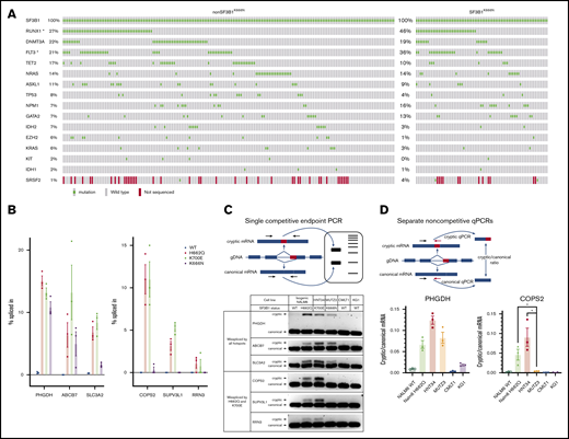 Biologic features of the K666N mutation in SF3B1. (A) Comutation distribution of SF3B1MUT AML patients shows a similar genetic landscape between K666N and other SF3B1 mutations, although RUNX1 and FLT3 mutations were higher in SF3B1K666N patients. SRSF2 was also included, despite not being sequenced in all samples, because of its increased comutation in SF3B1K666N MDS-RS (supplemental Figure 3). *P < .05, Fisher’s exact test. (B) Analysis of RNA-seq performed on isogenic Nalm6 cells by Darman et al shows that missplicing of some junctions is increased in all mutant cells (left panel), whereas others are increased in cells with K700E and H662Q, but not K666N, mutations (right panel). (C) Use of a single competitive end point PCR (upper panel) to validate distinct missplicing in independent cell populations with SF3B1 mutation, including SF3B1K700E HNT34 AML cells, SF3B1K666N MUTZ3 AML cells, wild-type CMLT1 and KG1 leukemia cells, and isogenic Nalm6 controls (lower panel). (D) Use of separate noncompetitive quantitative PCRs (qPCRs; upper panel) to further validate distinct missplicing in PHGDH (lower left panel) and COPS2 (lower right panel). *P < .05, Student t test.